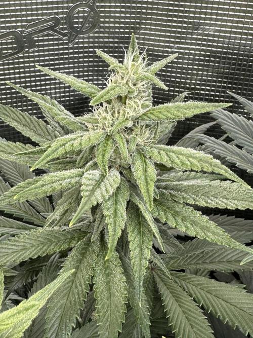 Battle of the substrates. Week 9 - Synganic plant, leafy buds but also the thickest ones. Good trichomes so far.
