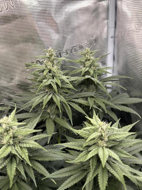 Battle of the substrates. Week 9 - Synganic plant, leafy buds but also the thickest ones. Good trichomes so far.