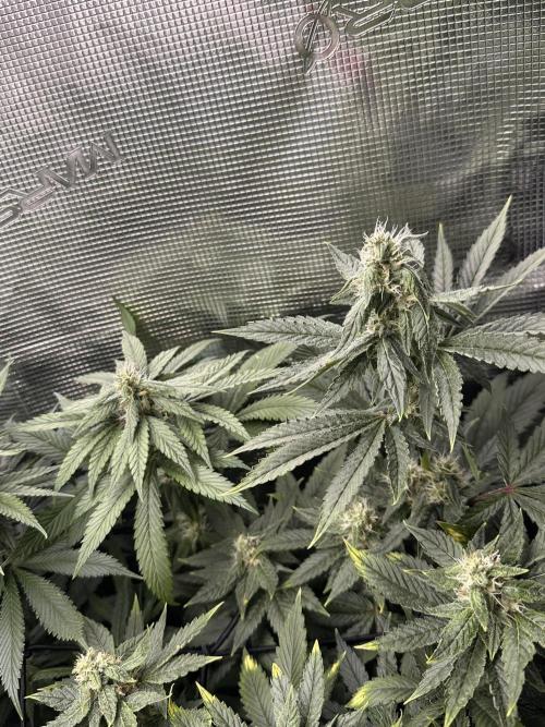 Battle of the substrates. Week 9 - coco plant, not the most healthy one, but stacking