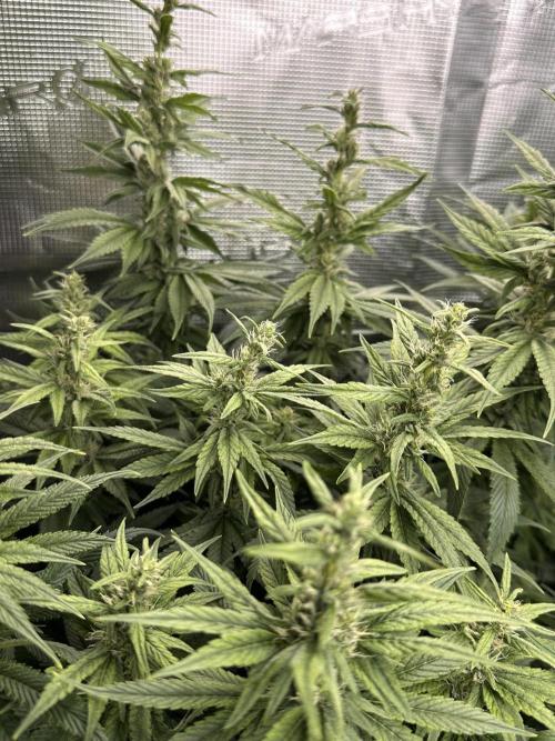 Battle of the substrates. Week 9 - Organic plant, Long leafy bud with hard foxtailing