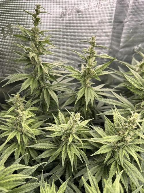 Battle of the substrates. Week 9