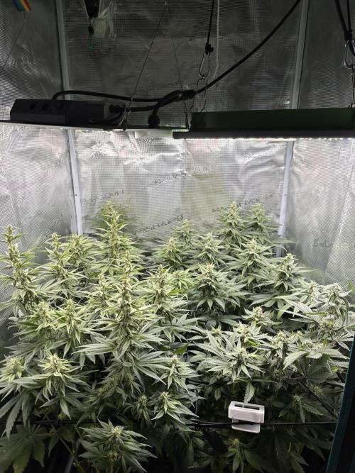 Battle of the substrates. Week 9 - Full tent, thanks to the ScrOG