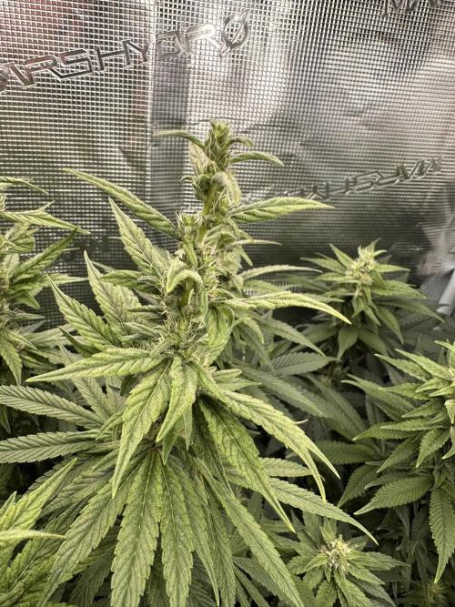 Battle of the substrates. Week 9 - Organic plant, Long leafy bud with hard foxtailing
