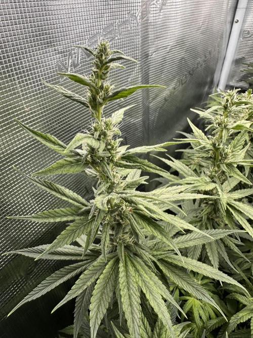 Battle of the substrates. Week 9 - Organic plant, Long leafy bud with hard foxtailing