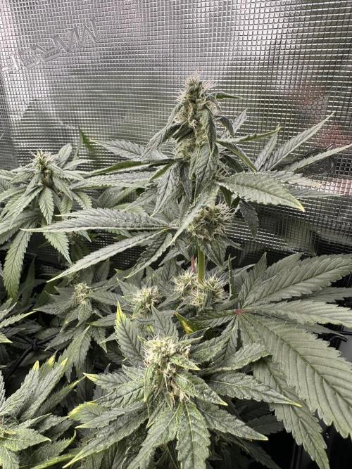 Battle of the substrates. Week 9 - coco plant, not the most healthy one, but stacking