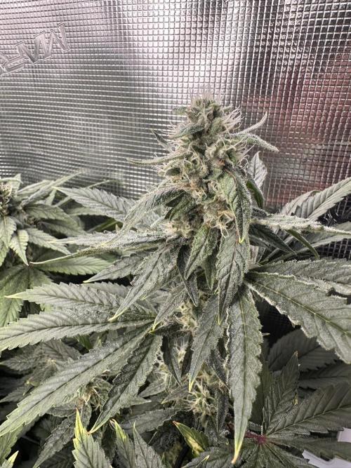 Battle of the substrates. Week 10 - Cocos plant, still behind.