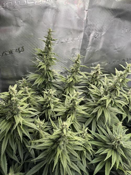 Battle of the substrates. Week 10 - Organic plant, long thin buds so far.