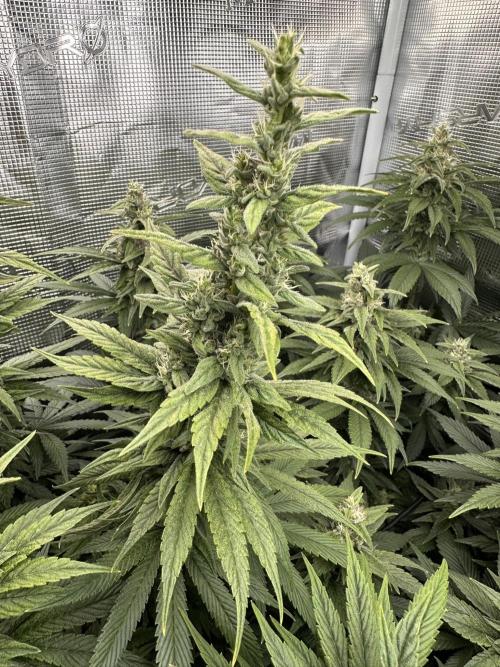 Battle of the substrates. Week 10 - Organic plant, long thin buds so far.