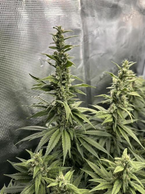 Battle of the substrates. Week 10 - Organic plant, long thin buds so far.