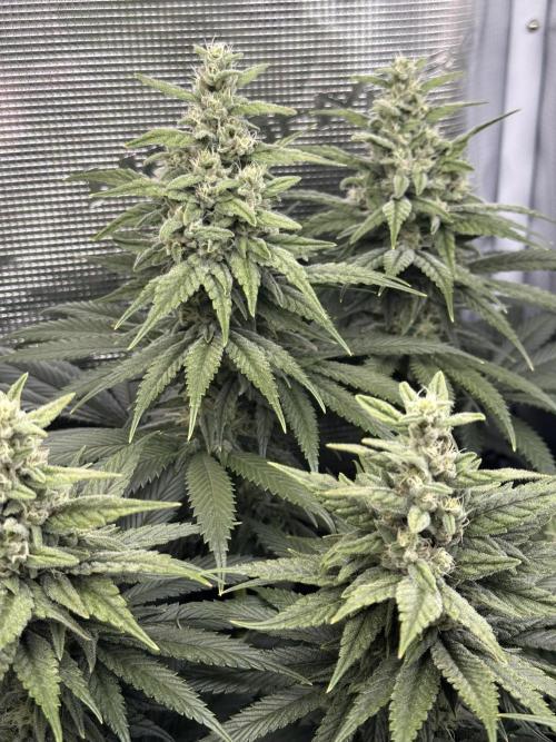Battle of the substrates. Week 10 - Synganic plant, biggest buds so far.