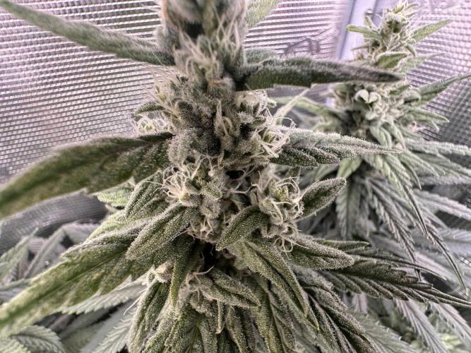 Biscotti. Week 10