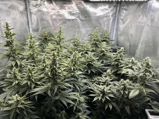 Battle of the substrates. Week 10 - Full Tent, even with 3 plants, thanks to ScrOG