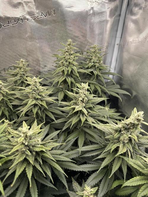 Battle of the substrates. Week 10 - Synganic plant, biggest buds so far.