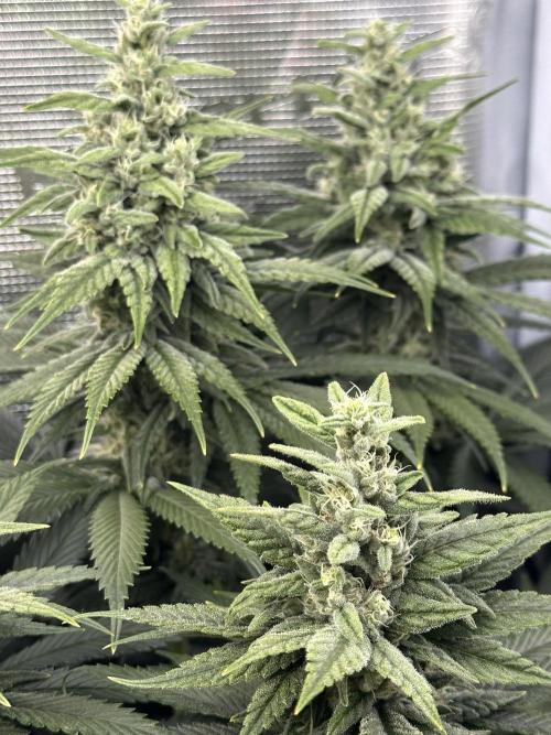 Battle of the substrates. Week 10 - Synganic plant, biggest buds so far.