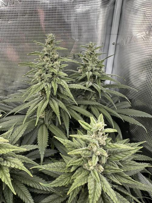 Battle of the substrates. Week 10 - Synganic plant, biggest buds so far.