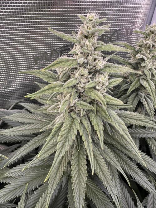Battle of the substrates. Week 10 - Synganic plant, nice trichome developement.