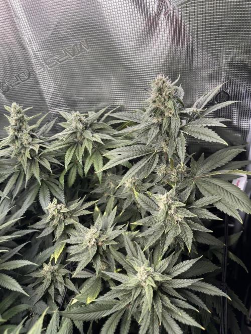 Battle of the substrates. Week 10 - Cocos plant, still behind.