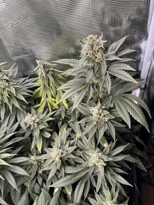 Battle of the substrates. Week 11 - Cocos plant now also stacked up a little. Leafs are deep green, almost purple.