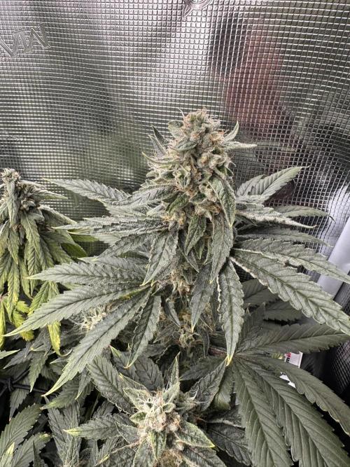 Battle of the substrates. Week 11 - Cocos plant now also stacked up a little. Leafs are deep green, almost purple.