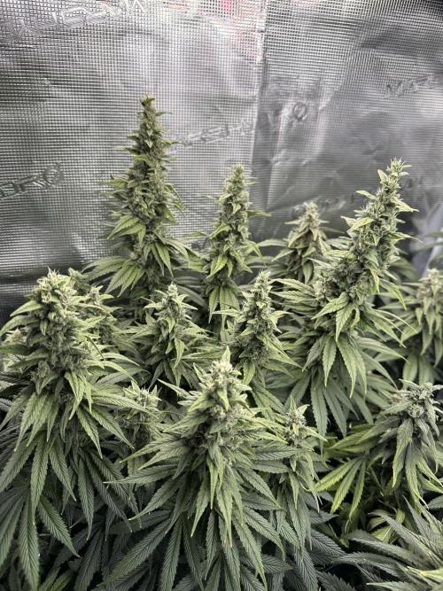 Battle of the substrates. Week 11 - Organic plant also fattening up now.