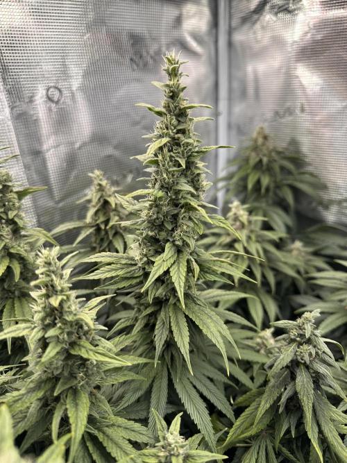 Battle of the substrates. Week 11 - Organic plant also fattening up now.