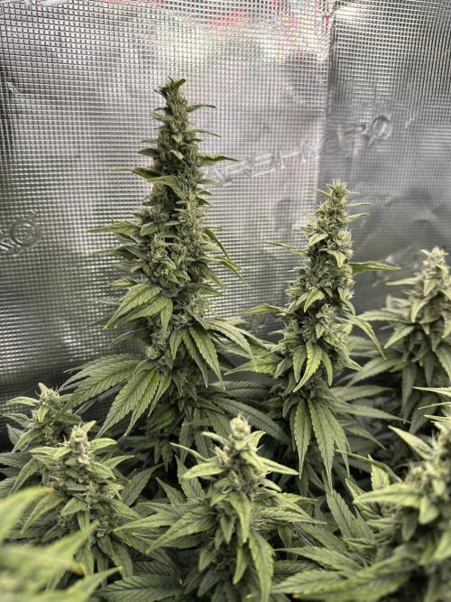 Battle of the substrates. Week 11 - Organic plant also fattening up now.