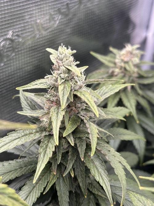 Battle of the substrates. Week 11 - Some light purple showing through on some buds.