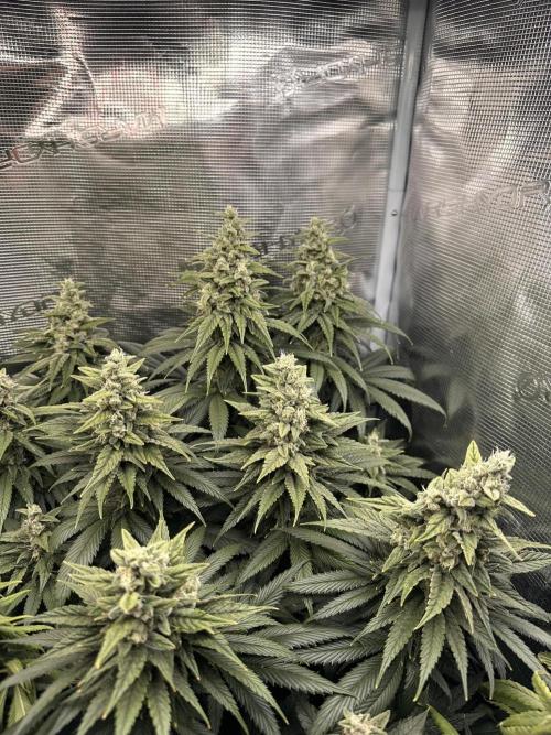 Battle of the substrates. Week 11 - Synganic plant, some more mass but seems to now be ripening.