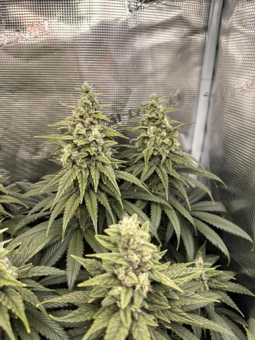 Battle of the substrates. Week 11 - Synganic plant, some more mass but seems to now be ripening.
