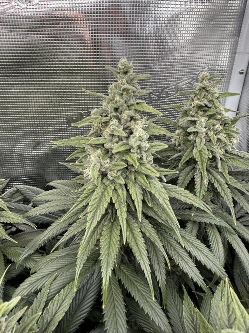 Battle of the substrates. Week 11 - Synganic plant, some more mass but seems to now be ripening.