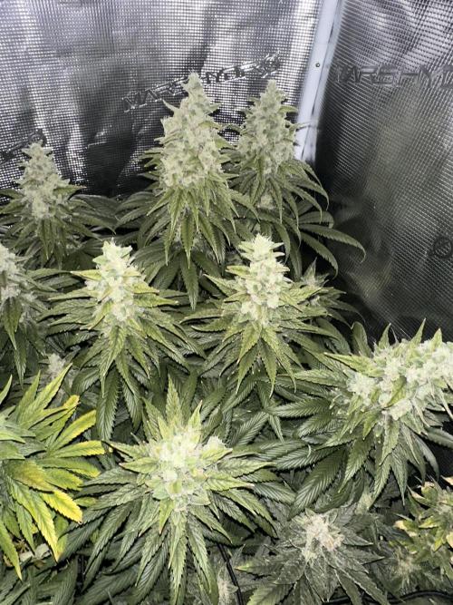 Battle of the substrates. Week 12
