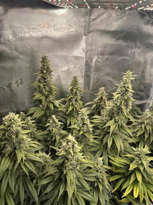 Battle of the substrates. Week 12