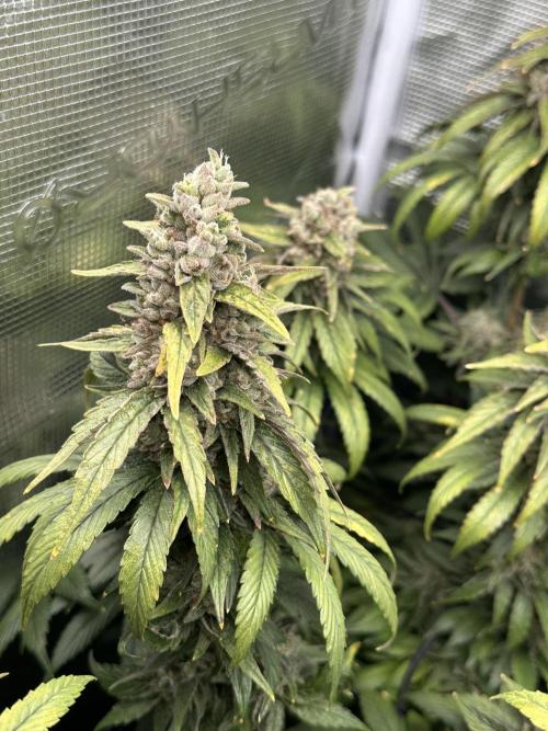 Battle of the substrates. Week 14 - Some nice purple hues