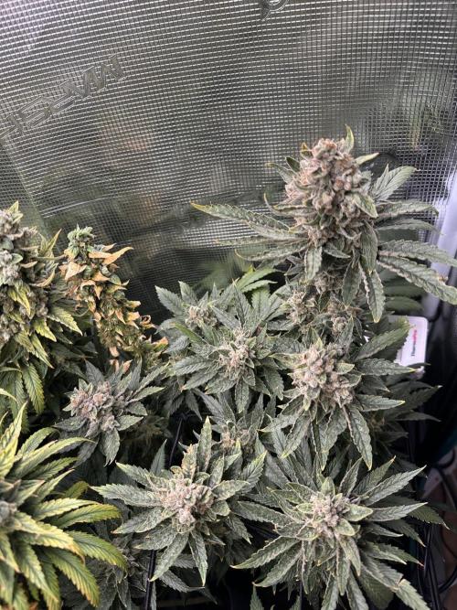 Battle of the substrates. Week 14