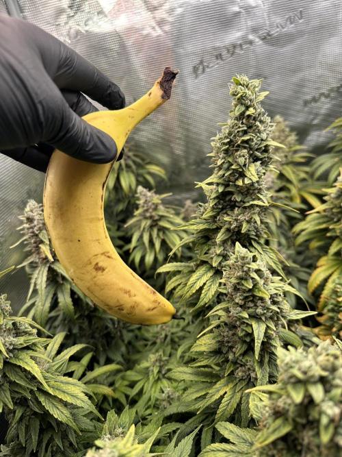 Battle of the substrates. Week 14 - Banana for scale :)