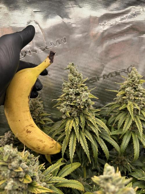Battle of the substrates. Week 14 - Banana for scale :)