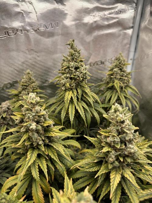 Battle of the substrates. Week 14