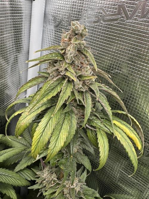Battle of the substrates. Week 14 - Some nice purple hues