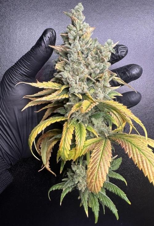 Biscotti. Week 15