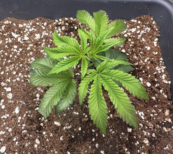 Rote Pille & Walzer White @V-Cut. Week 2 - RP