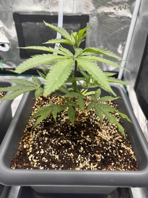 Rote Pille & Walzer White @V-Cut. Week 3