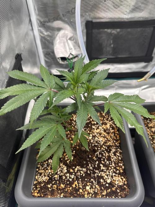 Rote Pille & Walzer White @V-Cut. Week 3