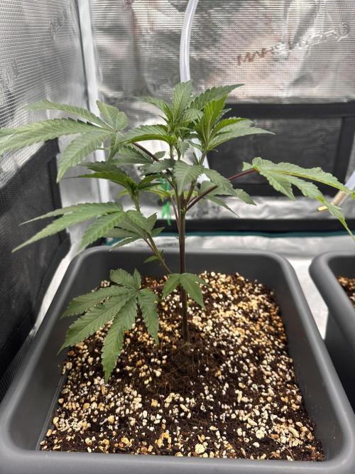 Rote Pille & Walzer White @V-Cut. Week 3