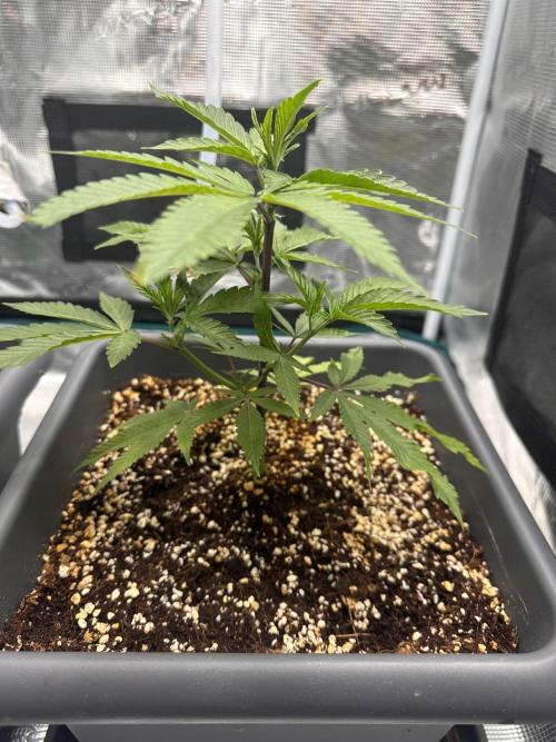 Rote Pille & Walzer White @V-Cut. Week 3