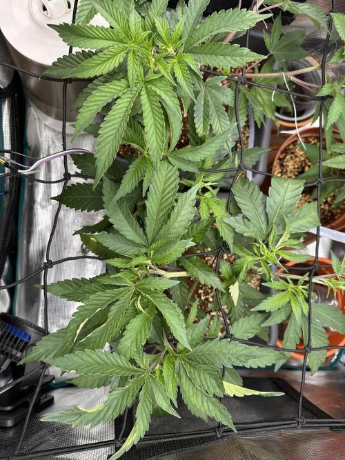 Rote Pille & Walzer White @V-Cut. Week 4