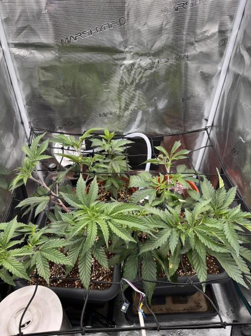 Rote Pille & Walzer White @V-Cut. Week 4