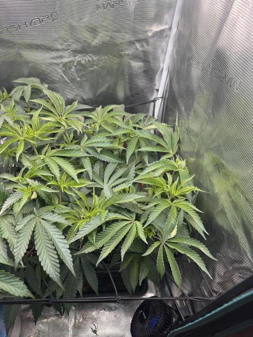 Rote Pille & Walzer White @V-Cut. Week 5
