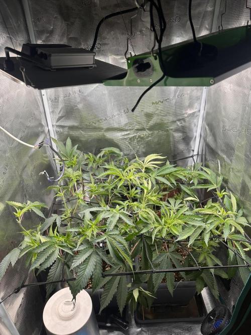 Rote Pille & Walzer White @V-Cut. Week 5