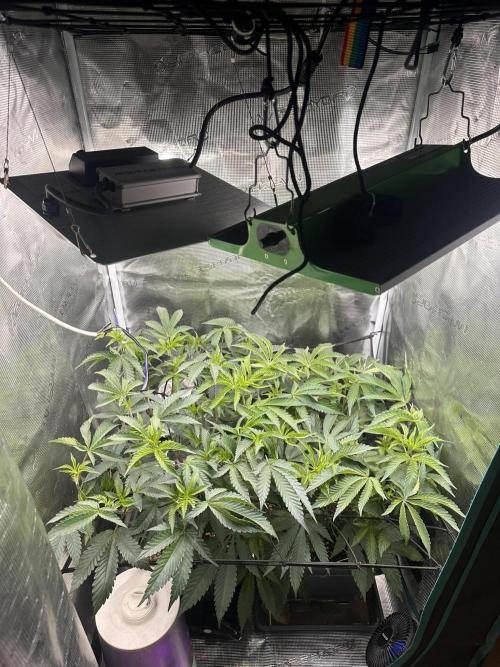 Rote Pille & Walzer White @V-Cut. Week 5