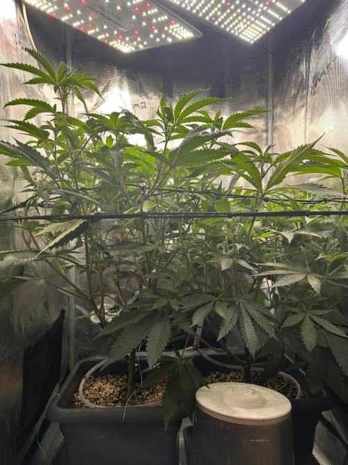 Rote Pille & Walzer White @V-Cut. Week 6